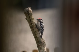 Lesser-spotted Woodpecker 