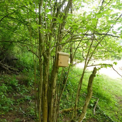One of the CRT wildlife boxes for dormice