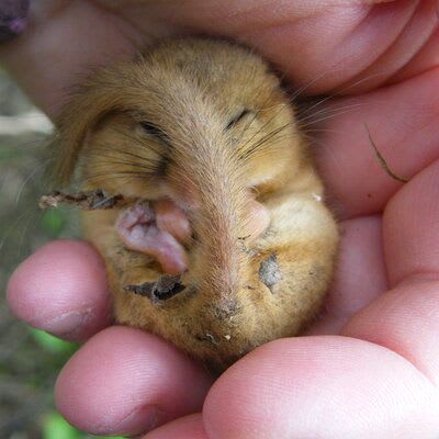 Dormouse in palm of hand